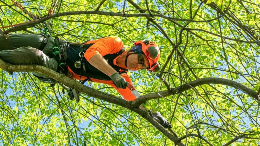 tree pruning enhance the health and beauty of trees1 tree pruning enhance the health and beauty of trees1
