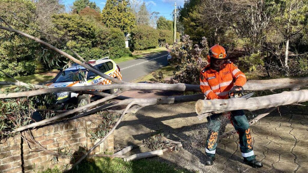 tree removal blue mountains7 Tree Removal Sydney Myths