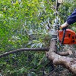 Arborist Services Sydney