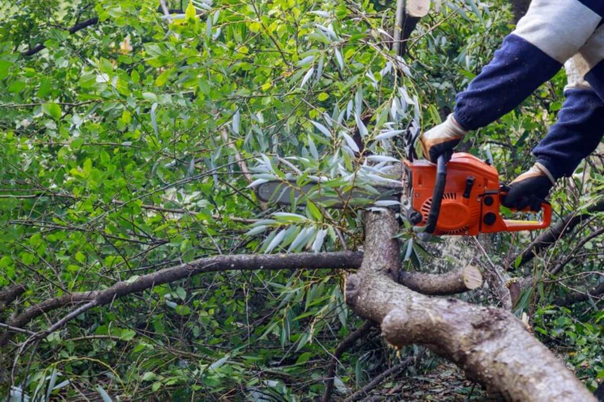 Home Arborist Services Sydney