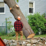 Tree Removal Sydney Myths