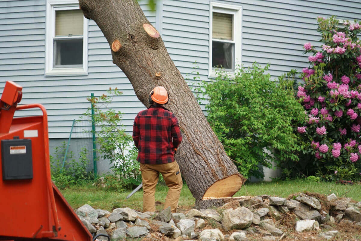 Home Tree Removal Sydney Myths
