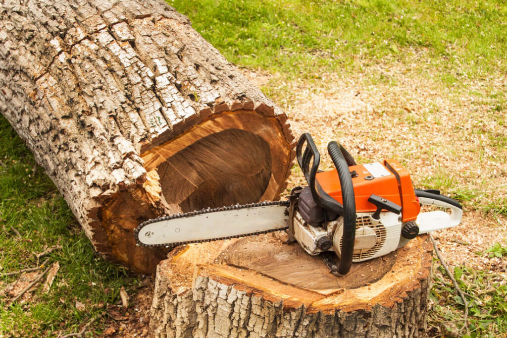 tree removal in the inner west4 Tree Removal Sydney Myths