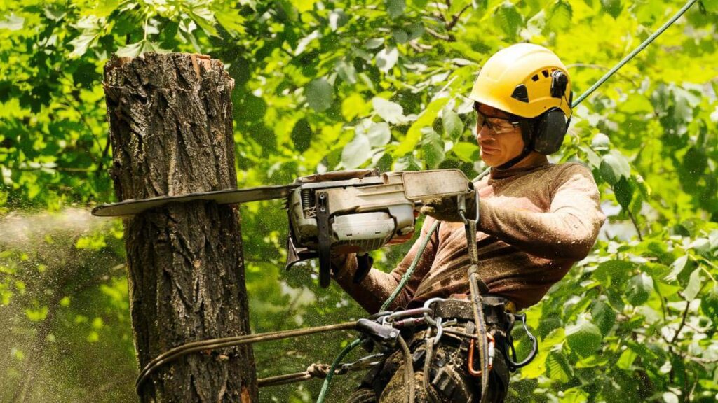 tree removal6 Arborist Services Sydney