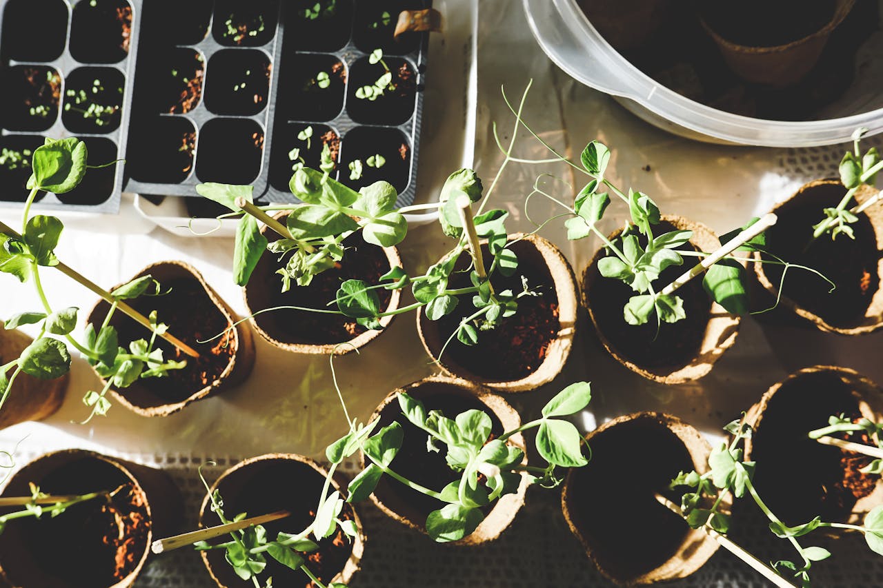 gallery-04 Top view of various seedlings sprouting in biodegradable pots, displayed indoors.