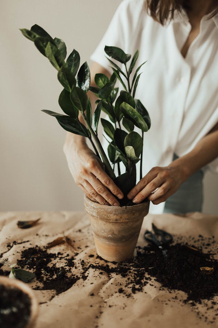 gallery-05 Person potting a houseplant with soil, showcasing indoor gardening practice.
