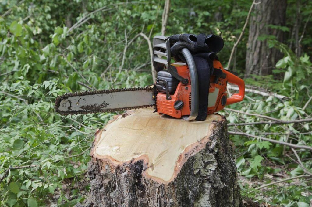 tree removal1 Tree Removal Sydney Myths