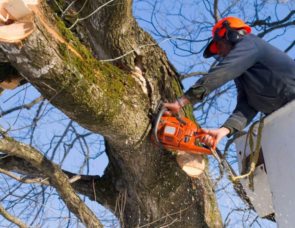 tree removal3 Arborist Services Sydney