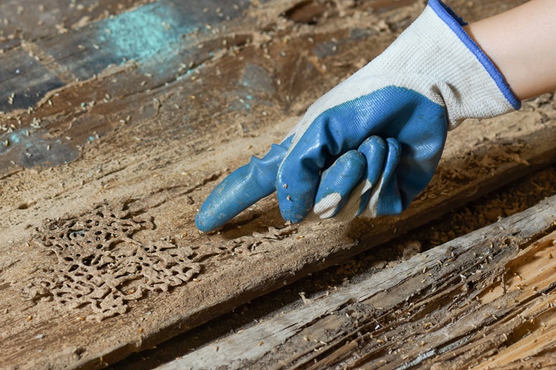 Home pest control termite