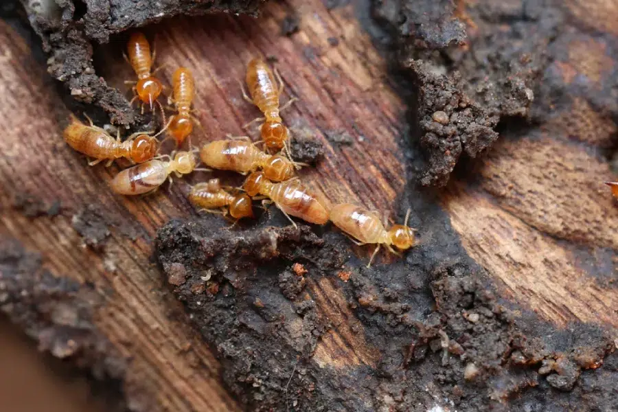 Why Booking a Termite Inspection Sydney Pest Technicians Offer Is Crucial Termite Inspection Sydney