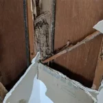 when termites attack