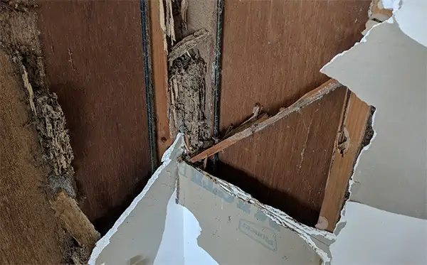 Home when termites attack