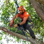 Tree Service Near Me