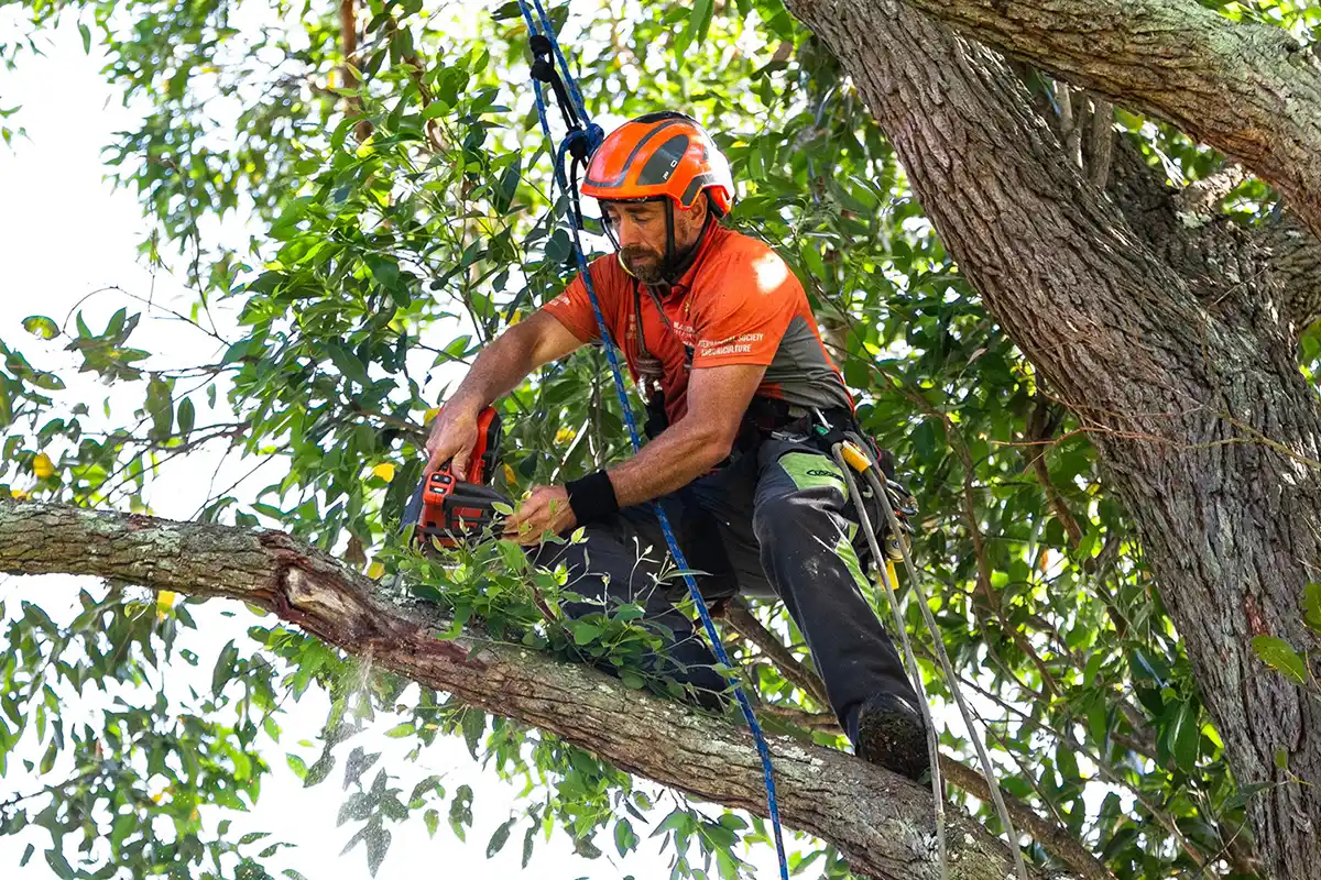 Home Tree Service Near Me