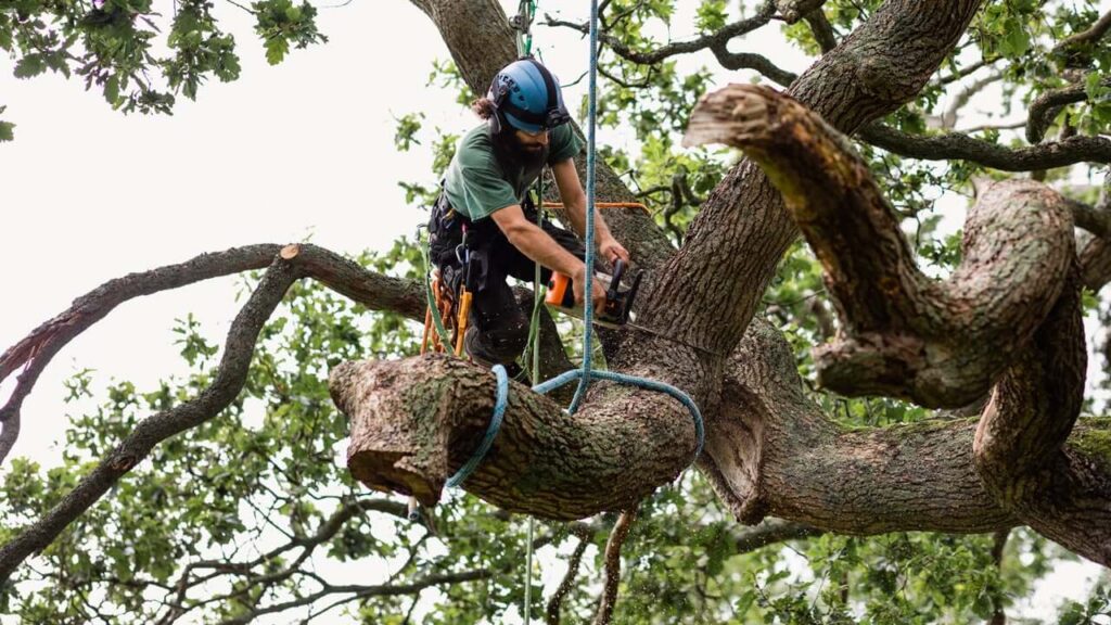 What Does A Tree Service Near Me Charge Per Job In Sydney Tree Service Near Me