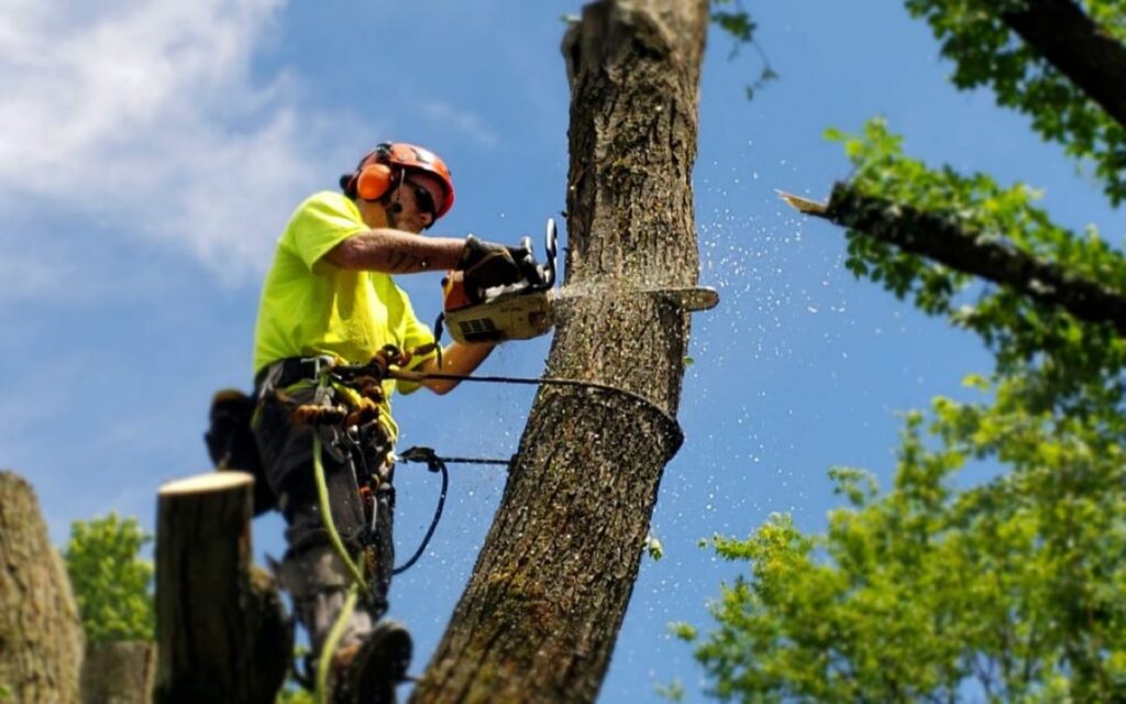 What Does A Tree Service Near Me Charge Per Job In Sydney tree loppers