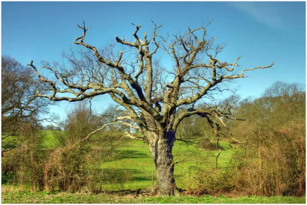 Tree Lopping Sydney Vs Tree Pruning Sydney: Which Is Better old tree