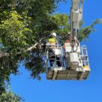 Tree Lopping Sydney