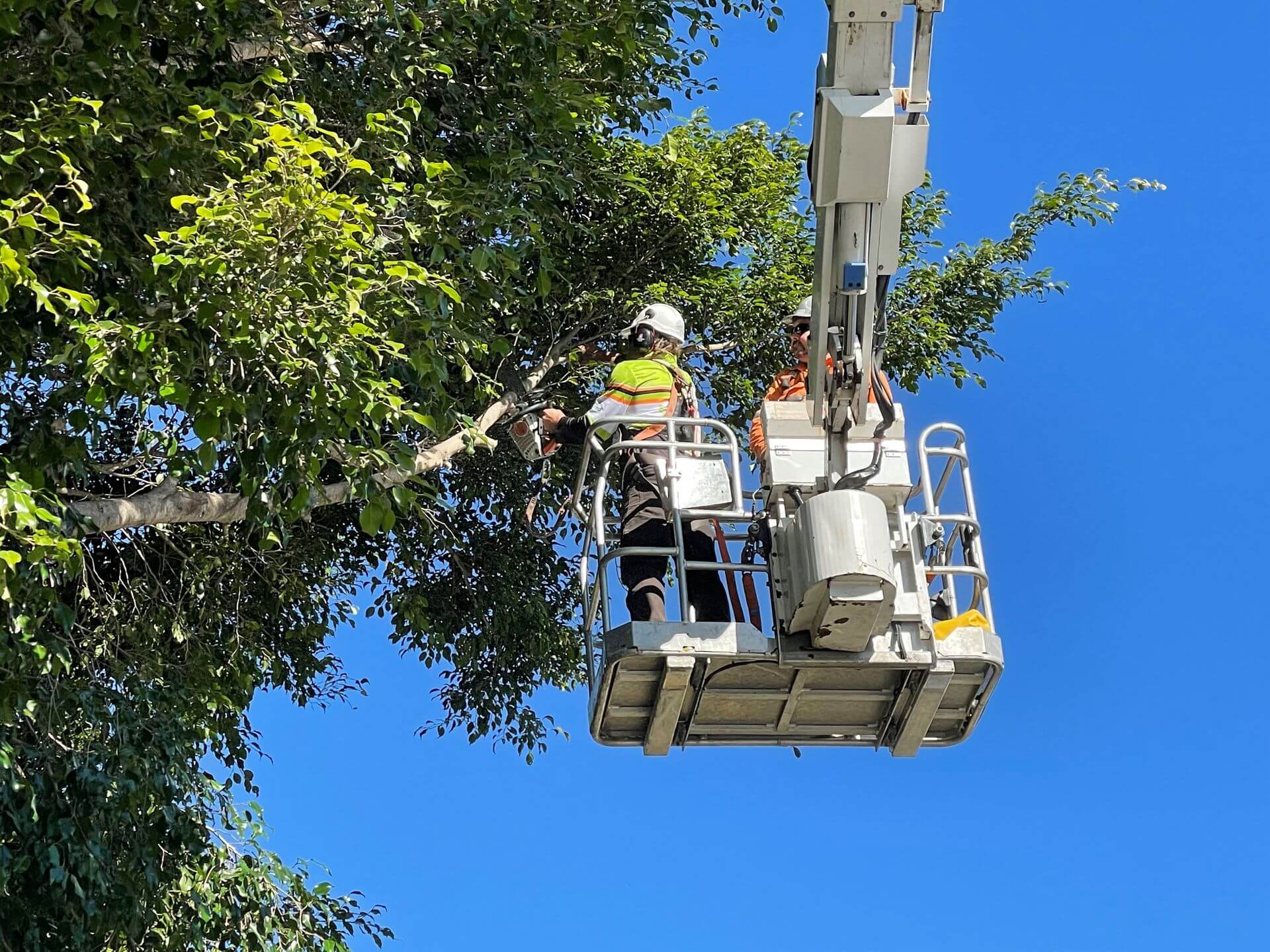 Home Tree Lopping Sydney